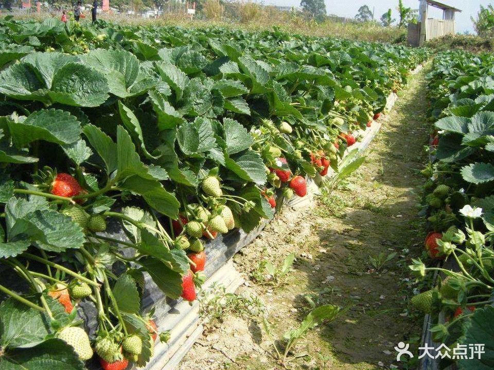 汉沽宝田草莓蔬菜采摘园