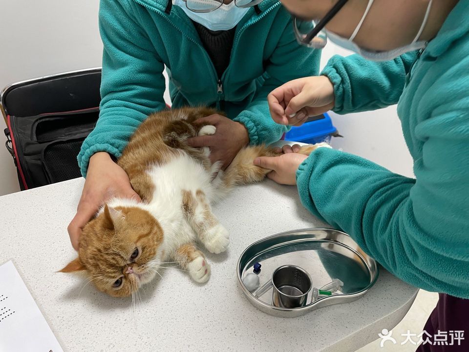 荔园悦享花醍正门对面)推荐菜:分类:医疗机构;宠物医院;动物医疗乘