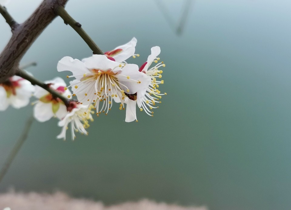 芜湖六郎湿地花海图片