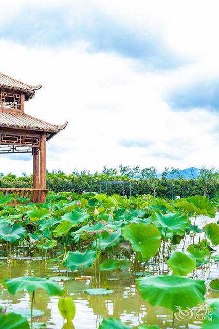 澄江悦莲庄园·荷舍主题民宿
