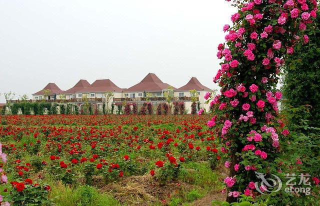                上海香薇玫瑰庄园