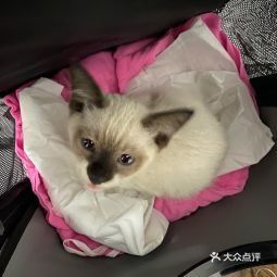 佛山市 生活服务 宠物服务 1103猫舍