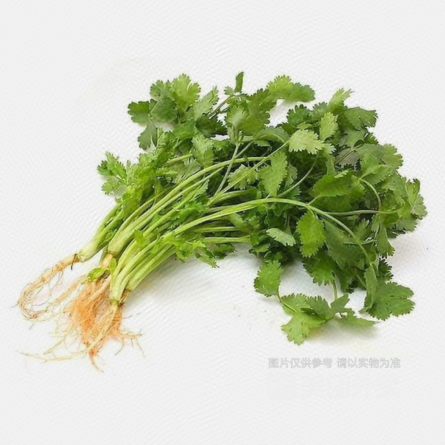 香菜图片