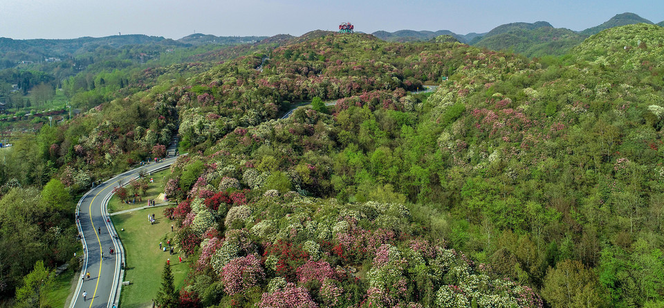 去,怎麼走,在哪,在哪裡,在哪兒):畢節市大方縣百里杜鵑風景名勝區電話