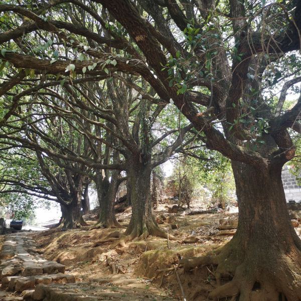 腾冲和顺景区千手观音古树群