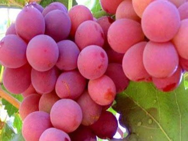 红宝石提子图片