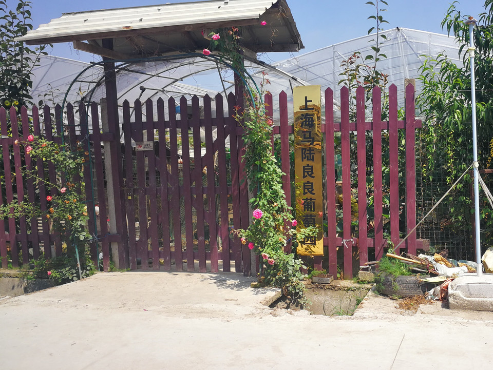 上海市 农家乐 > 马陆葡萄合作社良良果园  ]地址(位置,怎么去,怎么走