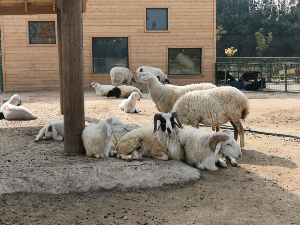 太原动物园二期图片