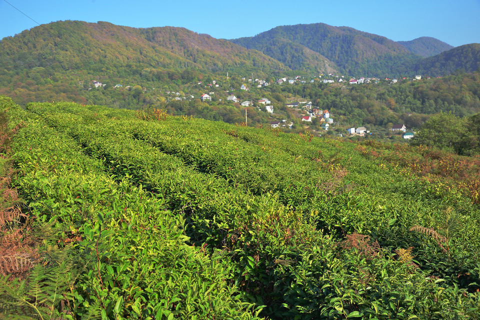 黄龙岘金陵茶文化旅游村
