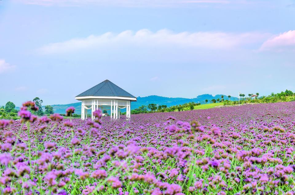 成都紫颐香薰山谷景区图片