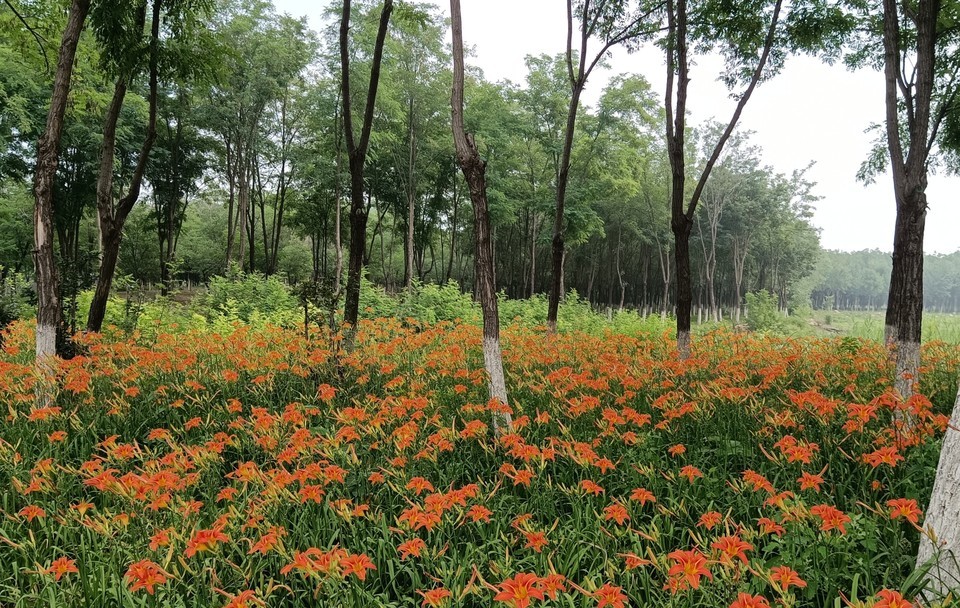      通州区马驹桥湿地公园(一期)