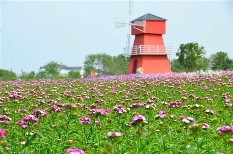 枝江市问安镇同心花海