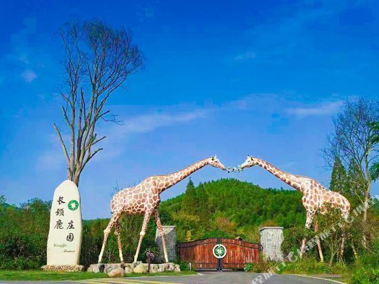 浙江湖州妙西长颈鹿庄园