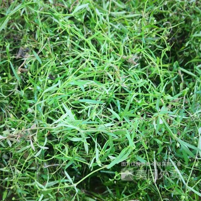 新鲜蛇舌草图片