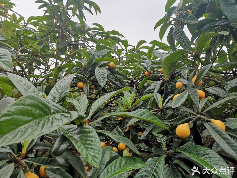 重庆南山火锅枇杷园