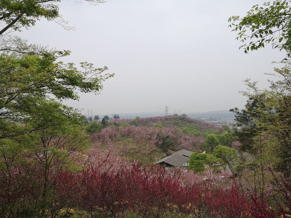 丰乐桃花山