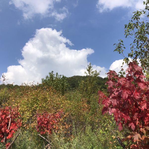 平頂山森林公園