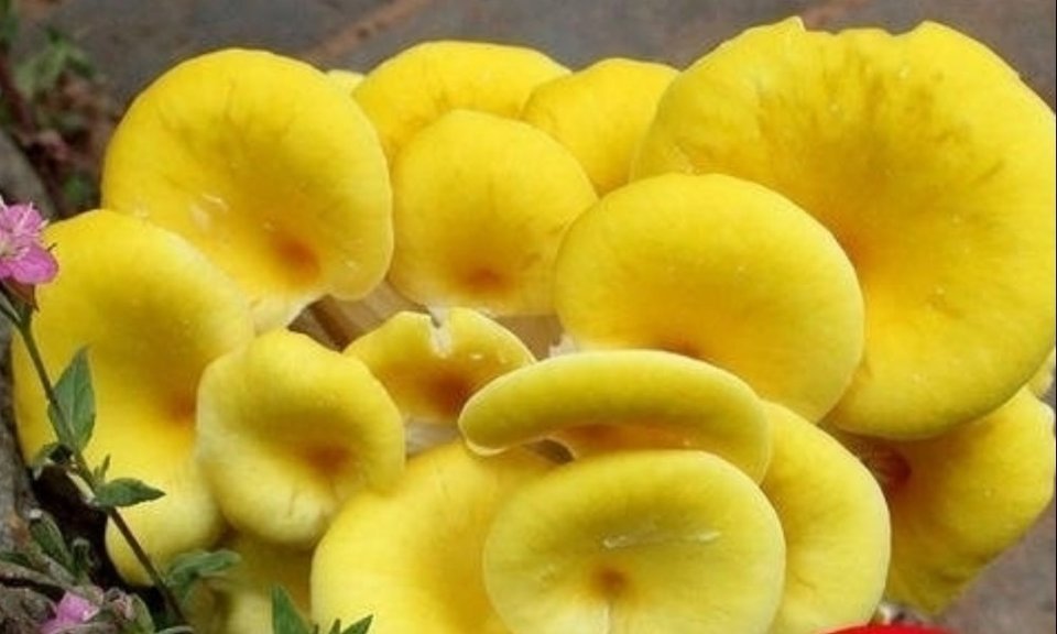 云南蒸汽石锅鱼