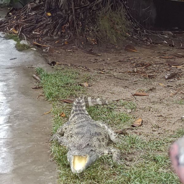 珠海鳄鱼岛事件图片