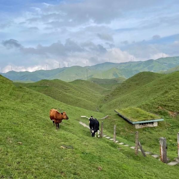 【城步南山牧場景區】城步南山牧場景區門票,城步南山牧場景區遊玩