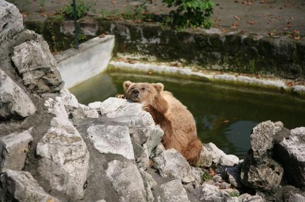 【成都動物園】地址,電話,路線,周邊設施_360地圖