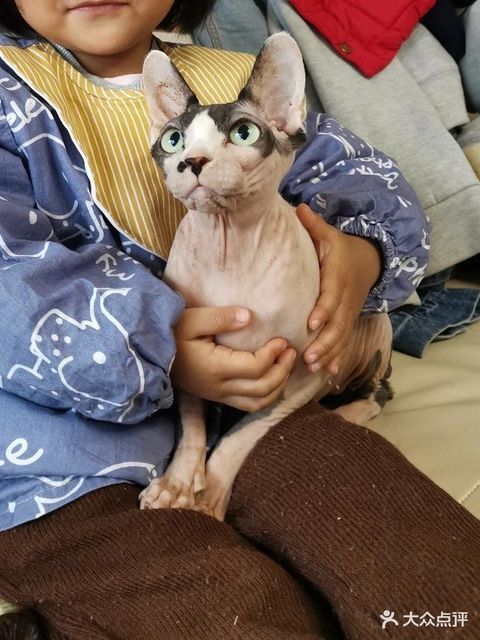 pandoras boxz 斯芬克斯无毛猫德文卷毛猫舍