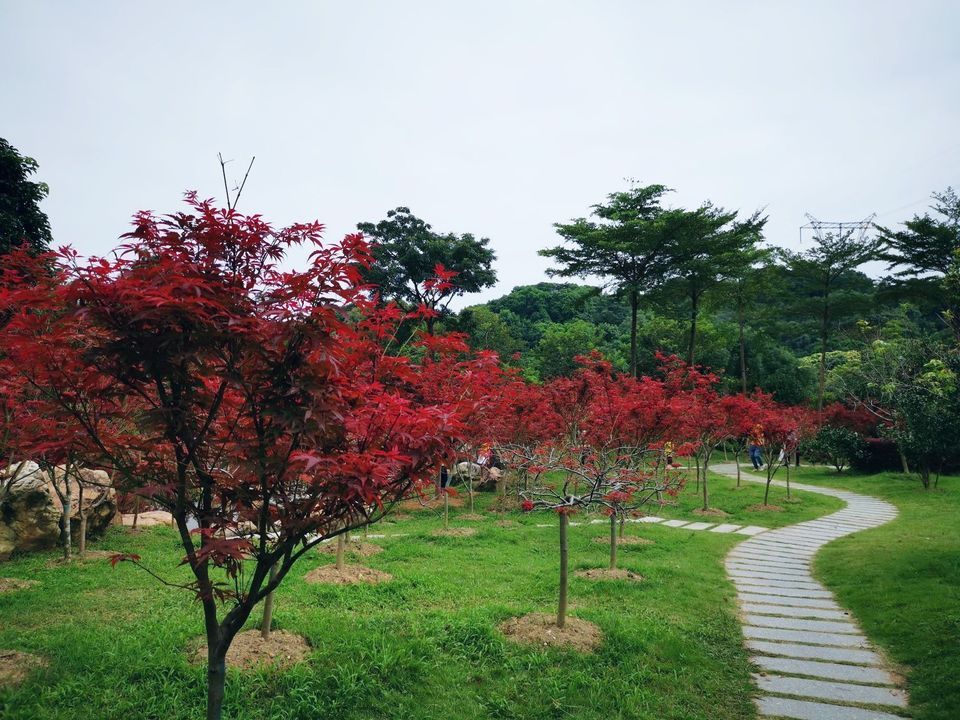 廣州市 休閒娛樂 景點公園 > 帽峰山森林公園