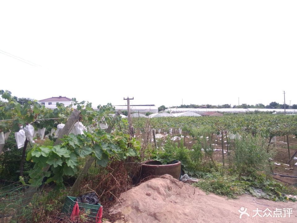 合肥桃花岛生态农庄图片