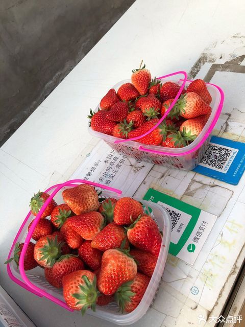 蓝呗呗蓝莓草莓采摘园通州区马驹桥店