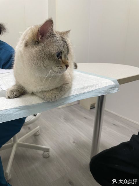 啵啵医生宠物医院·骨科心内科猫专科(海创园分院)图片