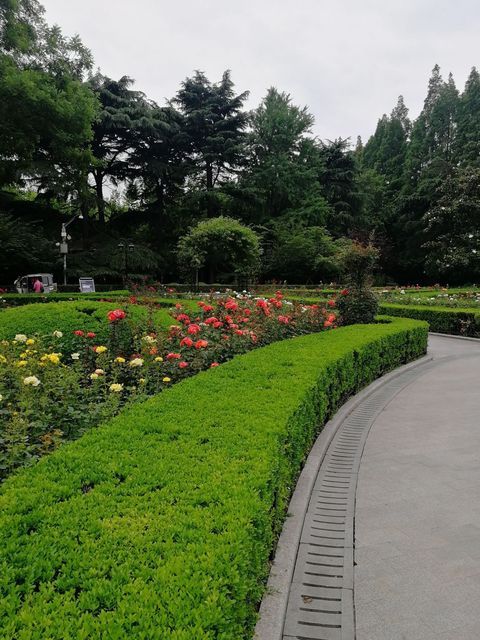 复兴公园大草坪图片