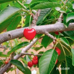 大連後石村大櫻桃採摘園