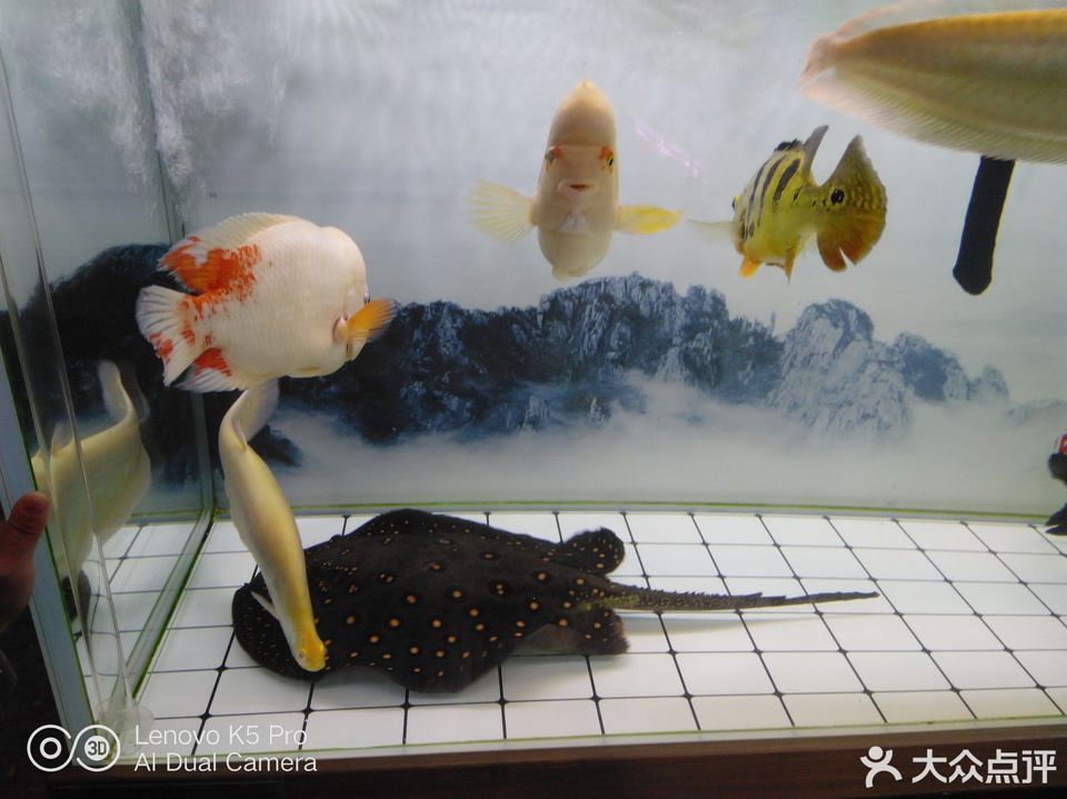 深圳市 購物服務 綜合市場 > 鴻毅水族館