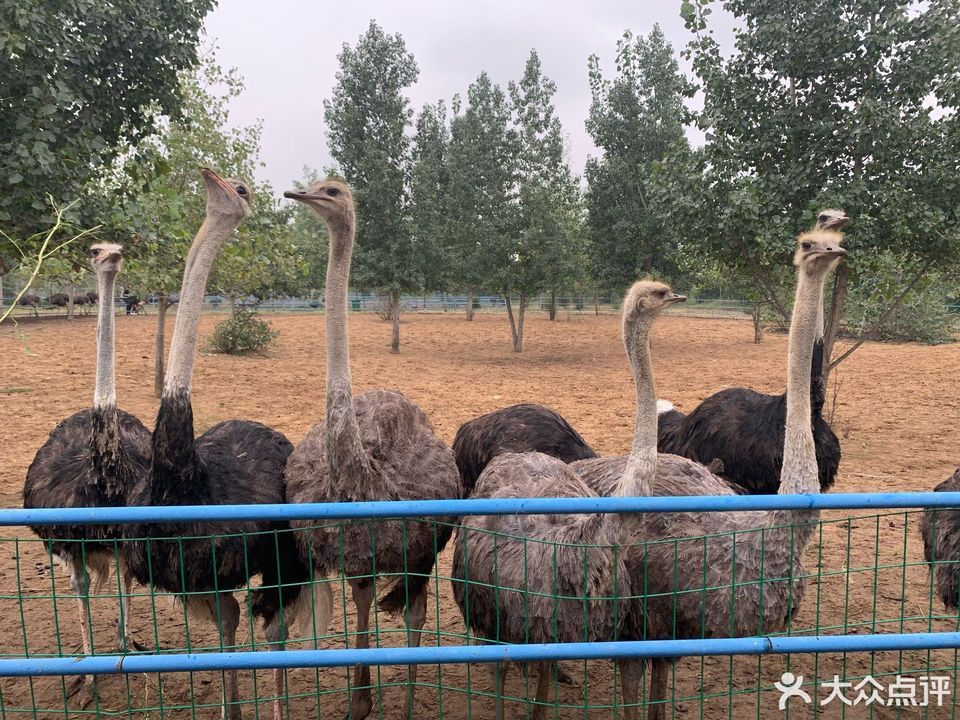 巩义小黄冶鸵鸟园图片