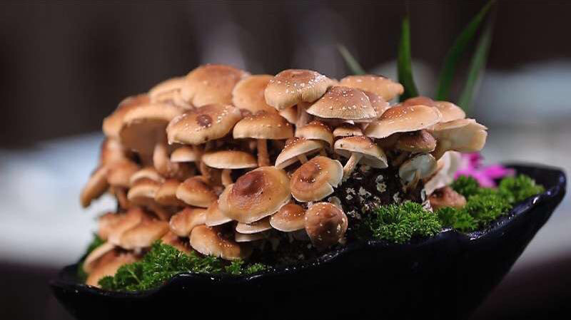 活体松香菇图片