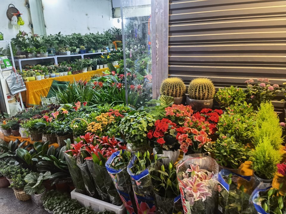 西安灞桥区花卉市场图片