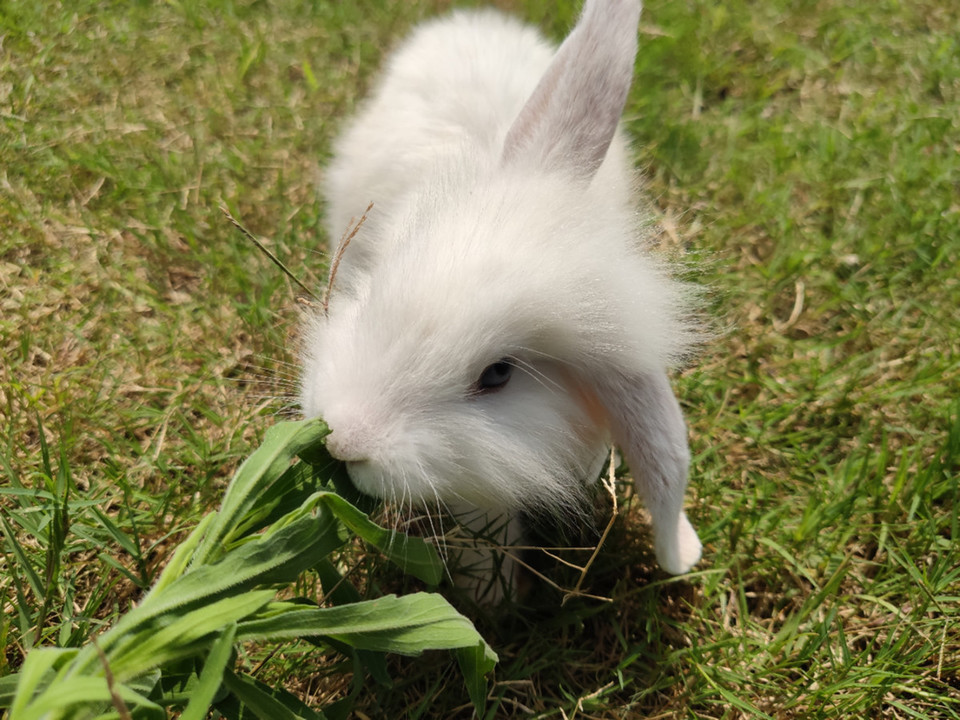 大豐龍銳達動物園