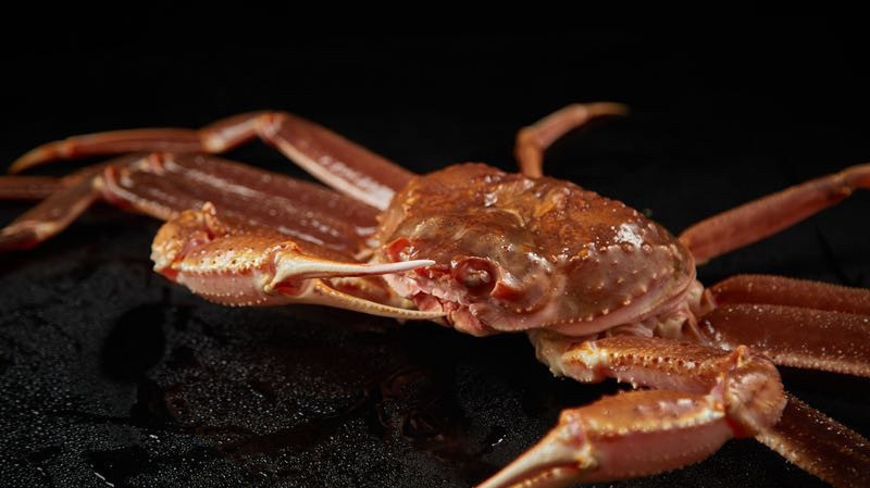 松叶蟹图片