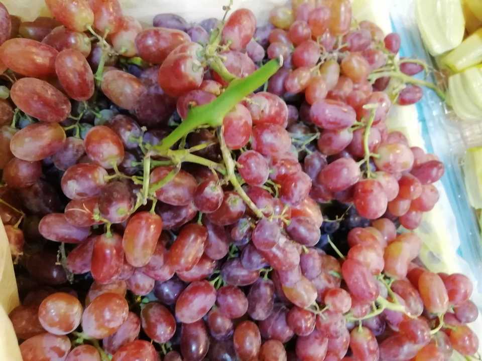 无籽珍珠红图片