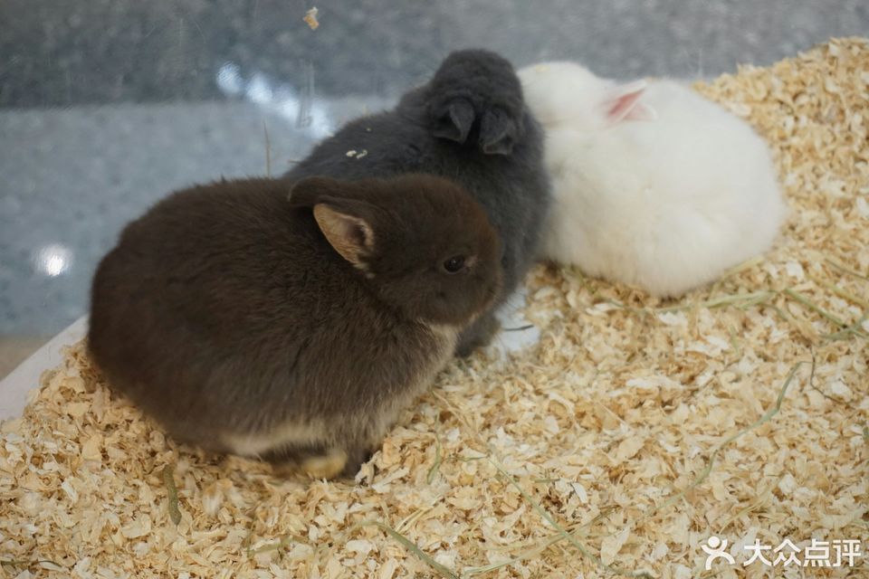 兔窝镇bunnyburrow