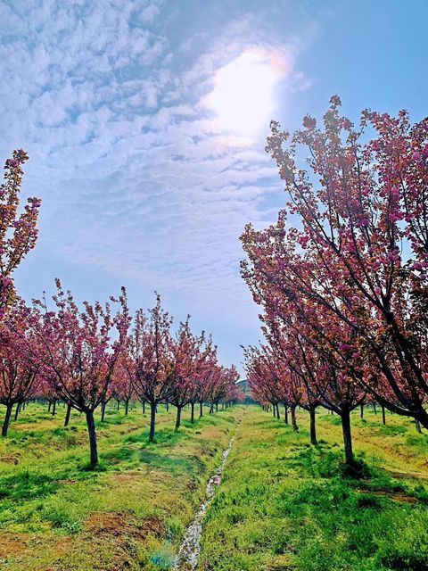 天王镇浮山樱花园地址(位置,怎么去,怎么走,在哪,在哪里,在哪儿):镇江