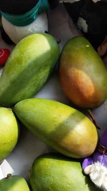 青皮凯特芒果图片