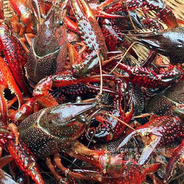 鲜活小龙虾图片