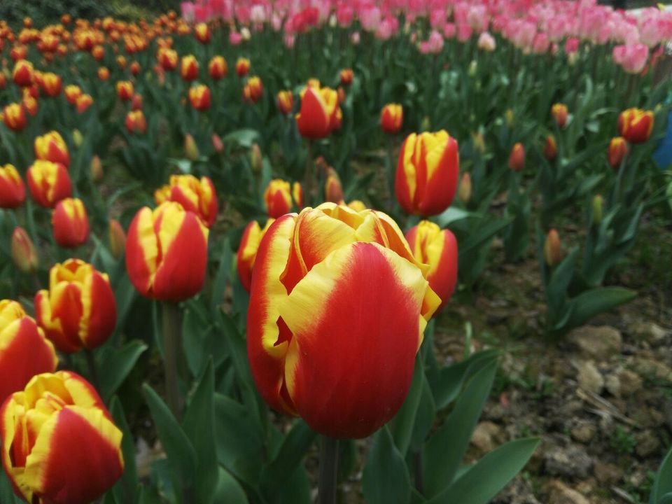 長崗山森林公園圖片