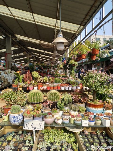 曲阳花鸟市场(曲阳路)图片