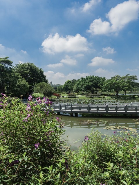 东莞南城植物园图片