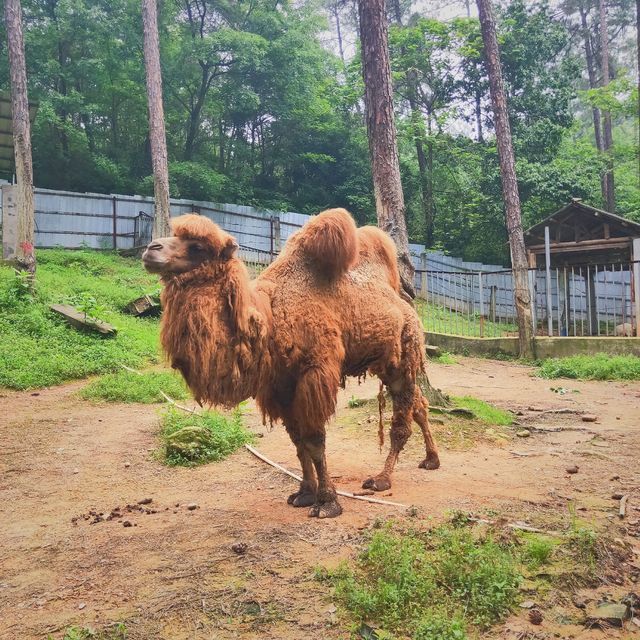 江西省吉安市青原区青原山风景名胜区内电话:青原山动物园地址(位置