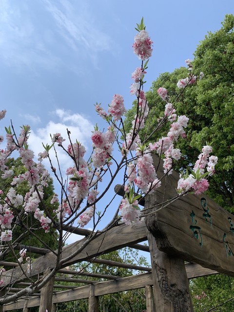 查看上海南汇桃花节_360地图搜索结果列表