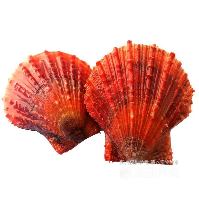 鲜活红贝图片