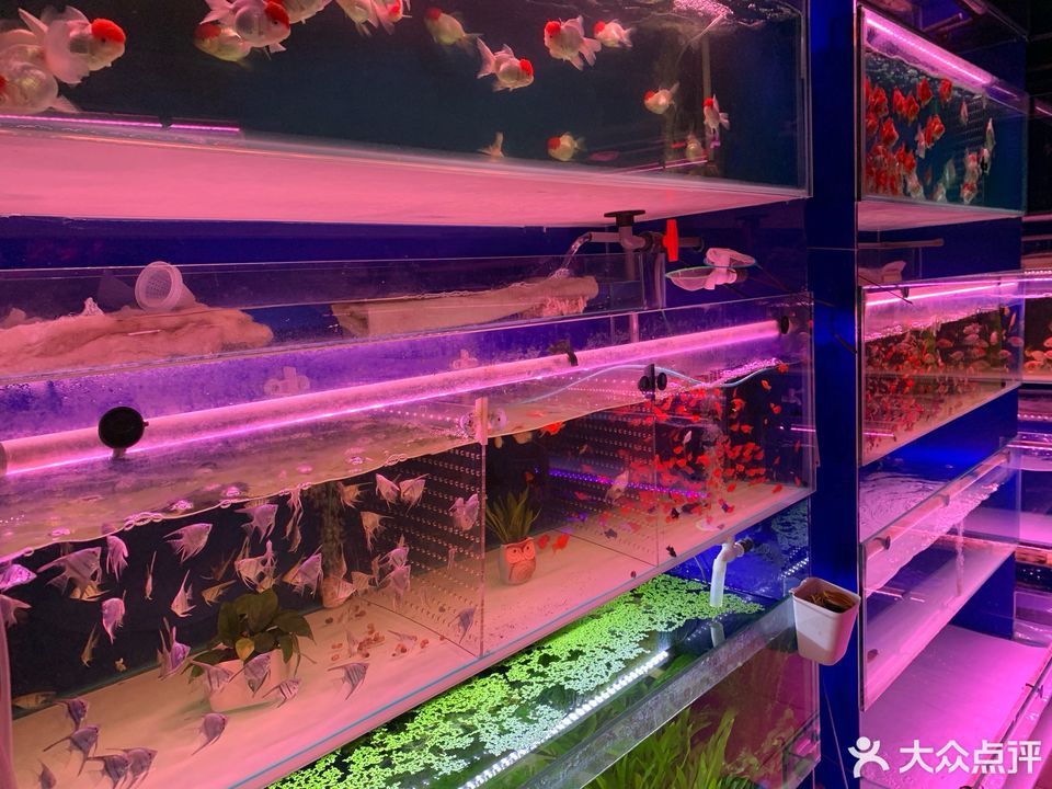 查看淡水观赏鱼_360地图搜索结果列表